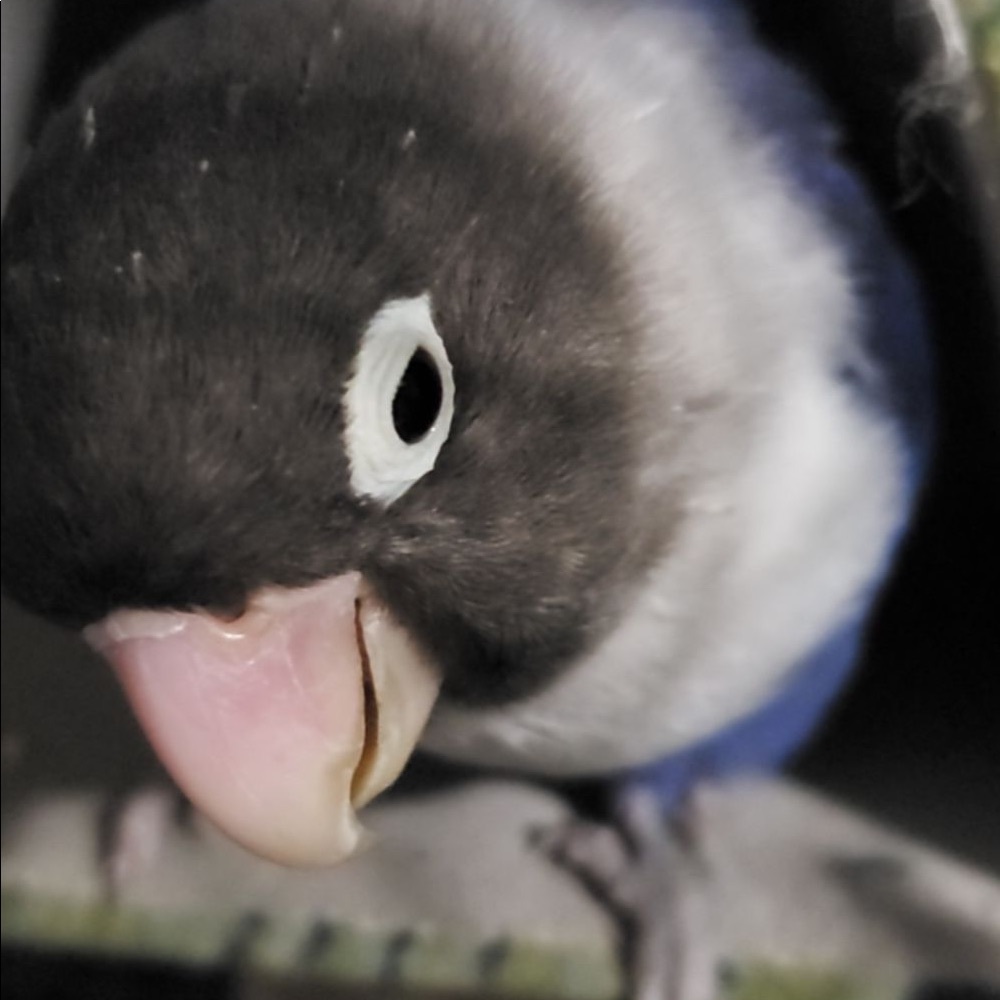 Meet your Posher, Tristan